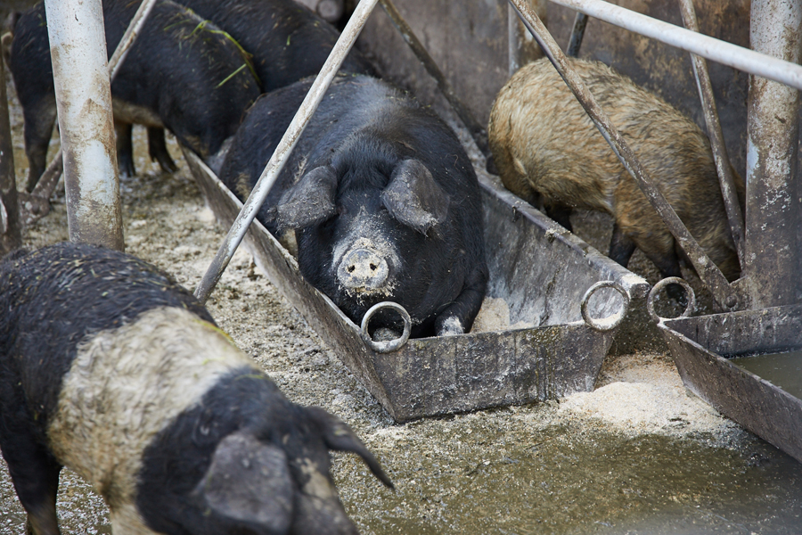 Die Mangalitza-Schweine am Eiblgut in Anthering.