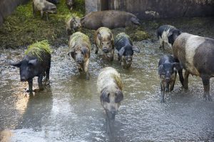 Laufend frisches Mangalitza-Schwein.