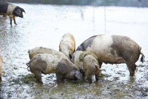 Konferenz der Schweine